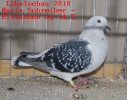 Tiere_46