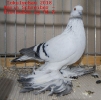 Tiere_47