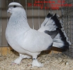 Tiere_50