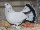 Tiere_51