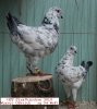 Tiere_8