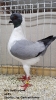 Tiere_9