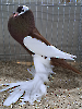 VS23 Tiere_20