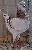 VS23 Tiere_37