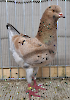 VS23 Tiere_46