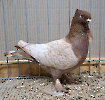 VS23 Tiere_59