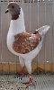 LS Tiere_25