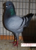 Tiere_10