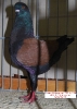 Tiere_11