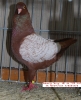 Tiere_12