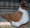 Tiere_14