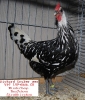 Tiere_21