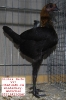 Tiere_22