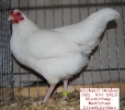 Tiere_23