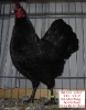 Tiere_26