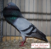 Tiere_29