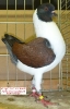 Tiere_2