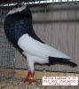 Tiere_30