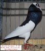 Tiere_31