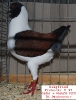 Tiere_33