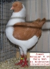 Tiere_35