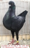 Tiere_36