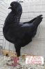 Tiere_37