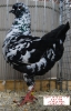Tiere_38