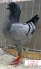 Tiere_39