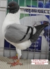 Tiere_3
