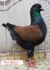 Tiere_40