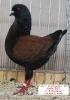 Tiere_41