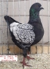 Tiere_42