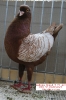 Tiere_43