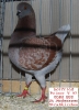 Tiere_44