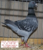 Tiere_45