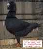 Tiere_46