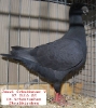 Tiere_47