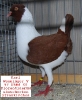 Tiere_48