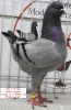 Tiere_4