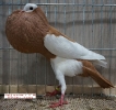 Tiere_53