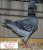 Tiere_54