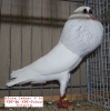 Tiere_55