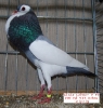 Tiere_56