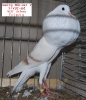 Tiere_59