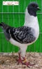 Tiere_5