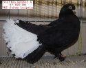 Tiere_61