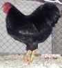 Tiere_62