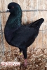 Tiere_64
