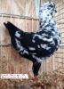 Tiere_65